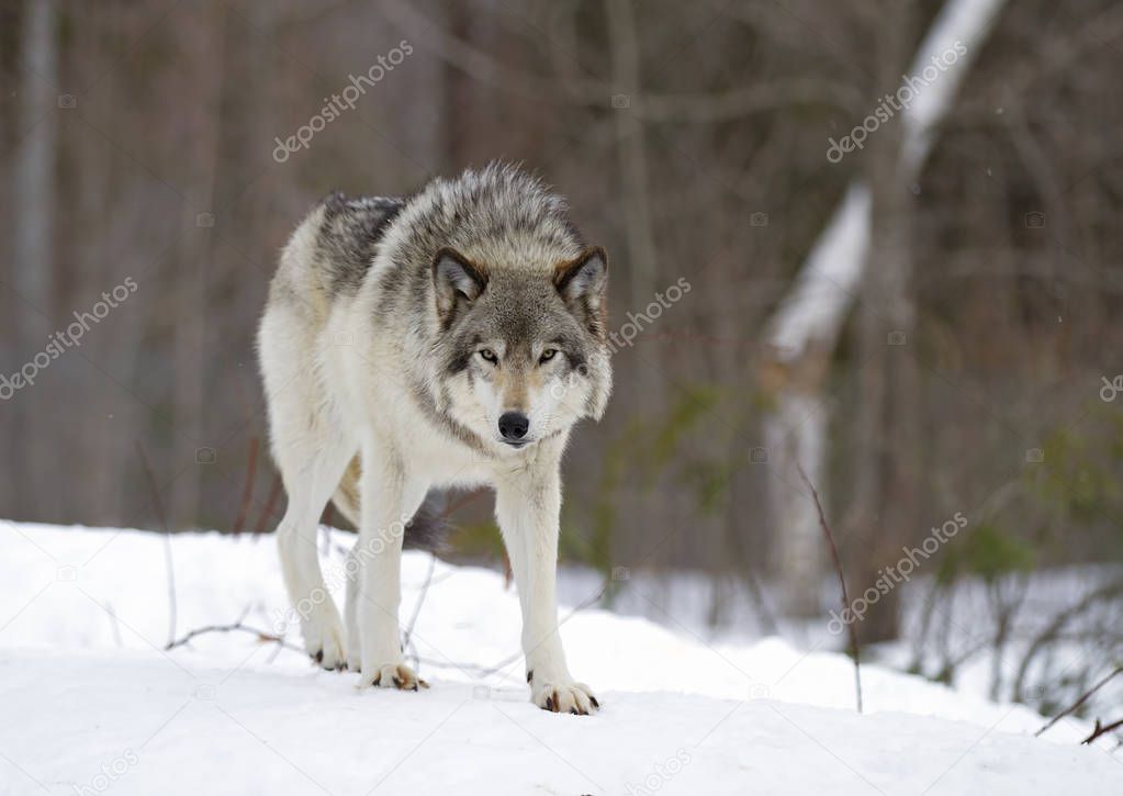Timber wolf (Canis lupus) standing in the winter snow in Canada
