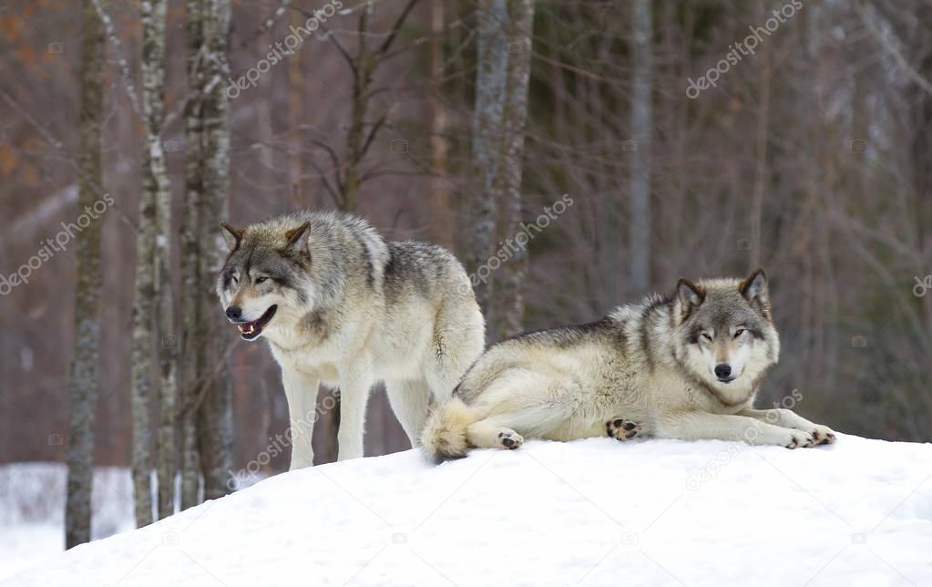 Timber wolves or grey wolves (Canis lupus) standing in the winter snow in Canada