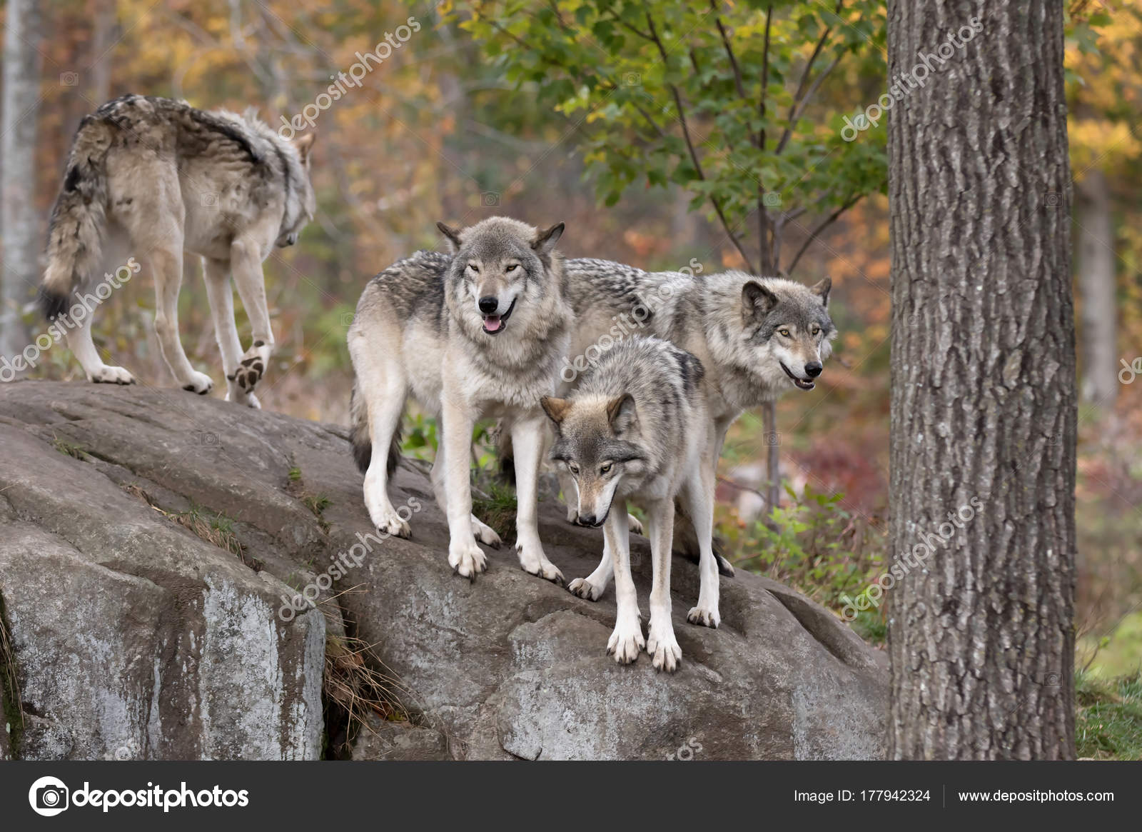 Timber Wolves Grey Wolves Canis Lupus Wolf Pack Standing Together Stock Photo Image By C Jimcumming 177942324