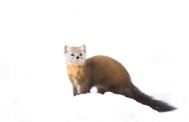 Pine Marten in the winter snow in Algonquin Park, Canada