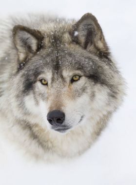Bir yalnız kereste kurt ya da gri Kanada kış karda yürüme beyaz arka plan üzerinde izole kurt (Canis lupus)