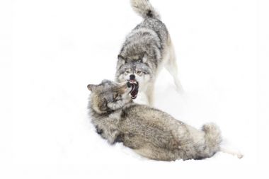 Kereste kurt ya da gri kurt (Canis lupus), beyaz arka planda, Kanada'da yağan kar ayakta kereste kurt sürüsü izole
