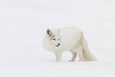 Kuzey Kutbu tilkisi (Vulpes lagopus) kışın Kanada 'da karın üzerinde durur