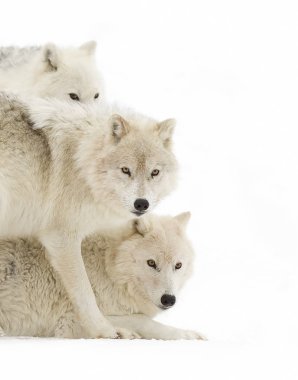 Kutup kurtları (Canis lupus arctos) kış kar Kanada daimi