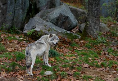 Kereste kurt veya gri kurt (Canis lupus) üzerinde kayalık uçurum sonbaharda Kanada'da ayakta.