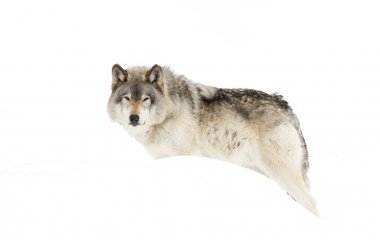 Bir yalnız kereste kurt ya da gri Kanada kış karda yürüme beyaz arka plan üzerinde izole kurt (Canis lupus)