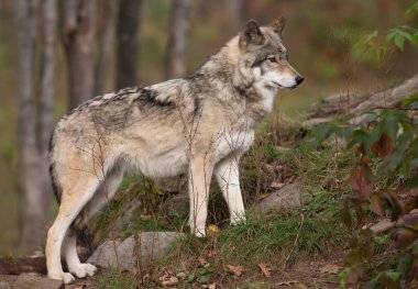 A lone Timber wolf hunting in the forest in autumn in Canada