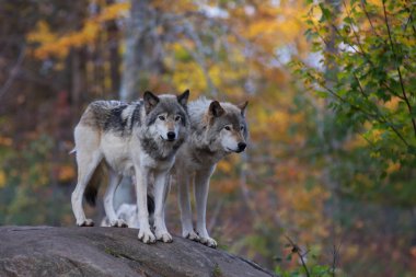 Kereste kurt ya da gri kurt (Canis lupus) üzerinde kayalık uçurum sonbaharda Kanada'da ayakta.