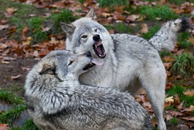 Kereste kurt veya gri kurt (Canis lupus), Kanada'da karda oynarken kereste kurt sürüsü