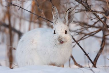 Snowshoe Hare (Lepus americanus) sitting in the snow in winter in Canada clipart