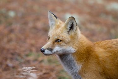 Kızıl Tilki (Vulpes vulpes) closeup Algonquin Park, Amerika Birleşik Devletleri içinde Güz