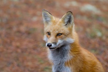 Kızıl Tilki (Vulpes vulpes) closeup Algonquin Park, Amerika Birleşik Devletleri içinde Güz