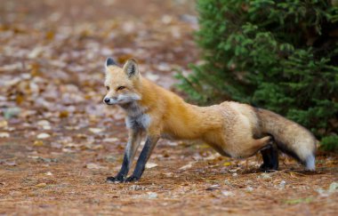 Sonbaharın kırmızı tilki (Vulpes vulpes) Algonquin Park, Amerika Birleşik Devletleri