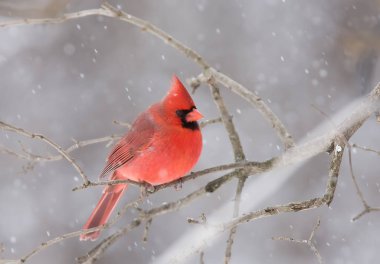 Kuzey Kardinal - Cardinalis cardinalis bir dalda kışın tünemiş
