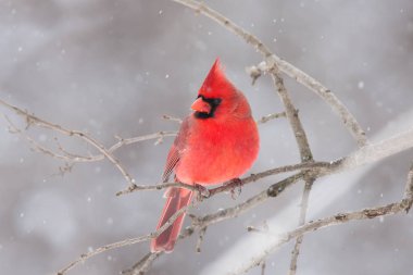 Kuzey Kardinal - Cardinalis cardinalis bir dalda kışın tünemiş