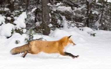Kızıl Tilki (Vulpes vulpes) ile kış boyunca yürüyüş bushy kuyruk Algonquin Park Kanada'da kar