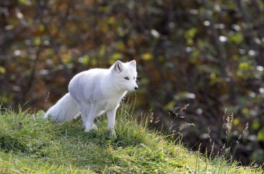 Kutup tilkisi (Vulpes lagopus) çimenli alan sonbaharda yürüyüş