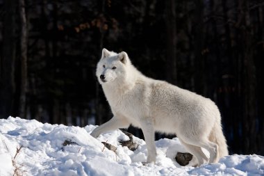 Kutup kurt (Canis lupus arctos) bir kayalık uçurum kışın Kanada'da oturuyor.