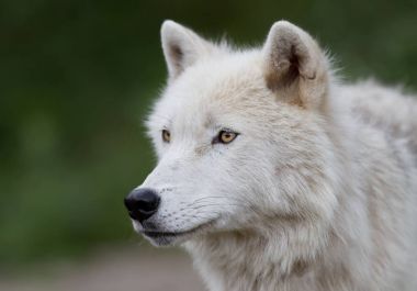 Kutup kurt (Canis lupus arctos) Kanada bir yaz çayır ayakta