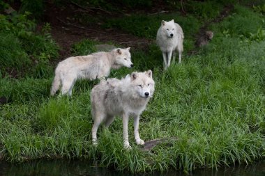 Kutup kurtları (Canis lupus arctos) çimenlerde baharda ayakta