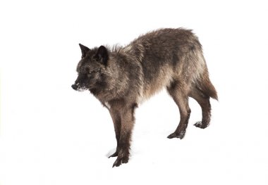 Siyah kurt (Canis lupus) Kanada kış karda yürüme