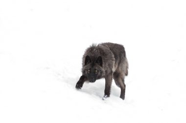Siyah kurt (Canis lupus) Kanada kış karda yürüme