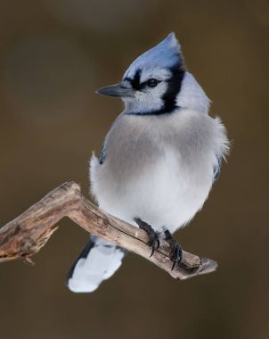 Mavi Jay - Cyanocitta cristata bir dalda kışın tünemiş