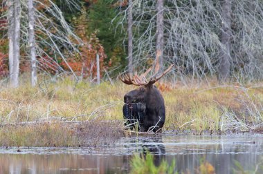 Boğa geyiği (Alces alces) bataklık içinde Algonquin Park, Amerika Birleşik Devletleri