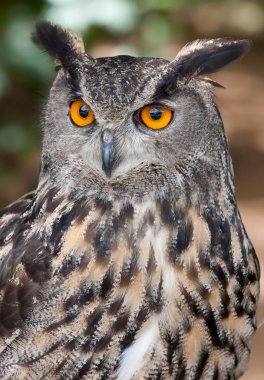 A Eurasian Eagle owl with glowing orange eyes in spring