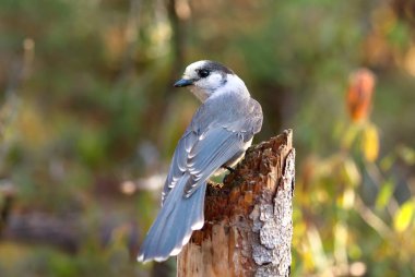 Gri Algonquin Provincial Park, Amerika Birleşik Devletleri dalında tünemiş Jay (Perisoreus canadensis)