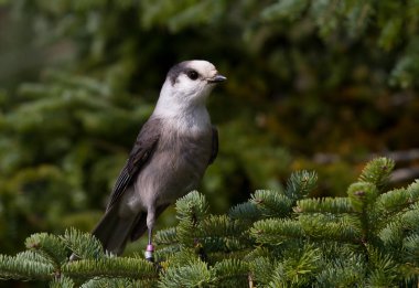 Gri Algonquin Provincial Park, Amerika Birleşik Devletleri dalında tünemiş Jay (Perisoreus canadensis)