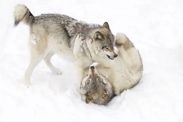 Kereste kurt ya da gri kurt (Canis lupus), beyaz arka planda, Kanada'da yağan kar ayakta kereste kurt sürüsü izole