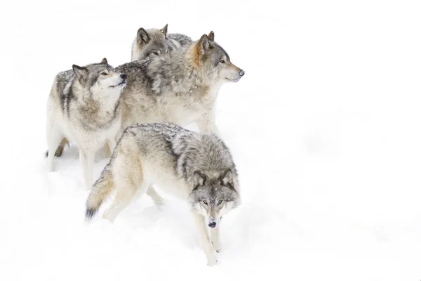 Kereste kurt ya da gri kurt (Canis lupus), beyaz arka planda, Kanada'da yağan kar ayakta kereste kurt sürüsü izole