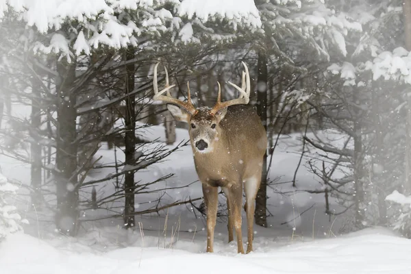 Weißschwanz Rehbock Kommt Aus Dem Wald Winterschnee Kanada — Stockfoto