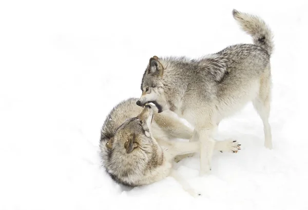 Lobos Madera Lobos Grises Canis Lupus Aislados Sobre Fondo Blanco —  Fotos de Stock