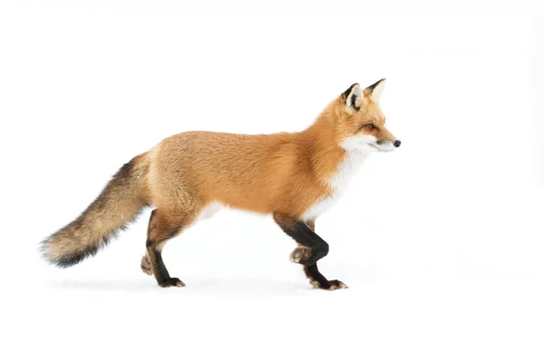 Red fox with bushy tail standing in winter snow in Algonquin Park, Canada