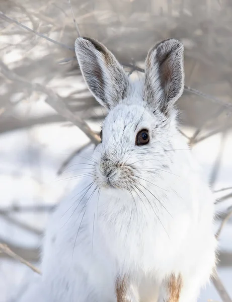 Liebre Raquetas Nieve Lepus Americanus Primer Plano Invierno —  Fotos de Stock