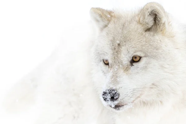 Lupo Artico Canis Lupus Arctos Piedi Nella Neve Invernale Canada — Foto Stock
