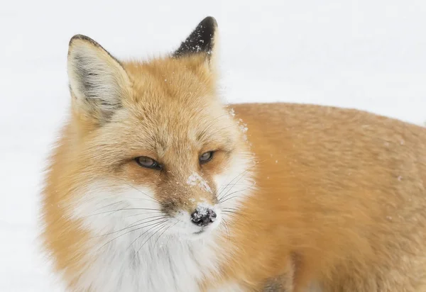 Красная Лиса Vulpes Vulpes Крупным Планом Зимний Снег Парке Алгонкин — стоковое фото