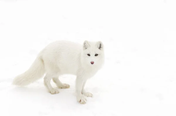 Kuzey Kutbu tilkisi (Vulpes lagopus) kışın Kanada 'da karın üzerinde durur