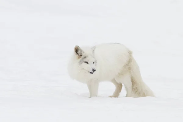 Sarkvidéki Róka Vulpes Lagopus Áll Hóban Télen Kanadában — Stock Fotó