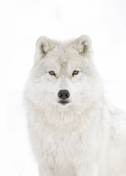 Arctic wolf (Canis lupus arctos) standing in the winter snow in Canada