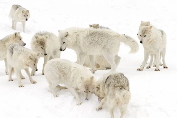 Lobos Árticos Canis Lupus Arctos Tocando Neve Inverno Canadá — Fotografia de Stock