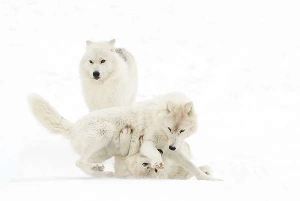 Арктические Волки Canis Lupus Arctos Играют Зимний Снег Канады — стоковое фото