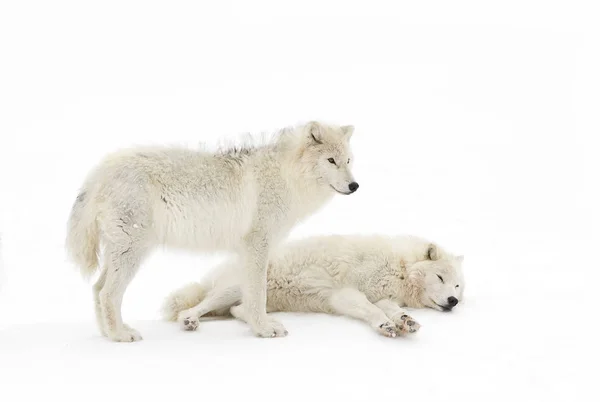 Arktische Wölfe Canis Lupus Arctos Stehen Winterlichen Schnee Von Kanada — Stockfoto