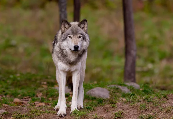 Timber wolf standing on a rocky cliff in autumn in Canada