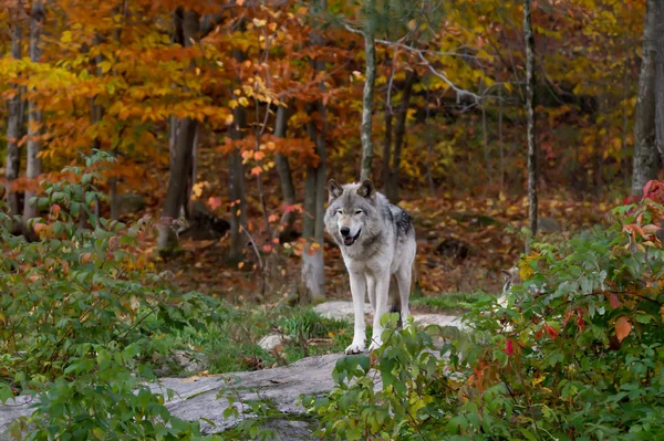 Ein Einsamer Wolf Oder Grauer Wolf Canis Lupus Der Herbst — Stockfoto