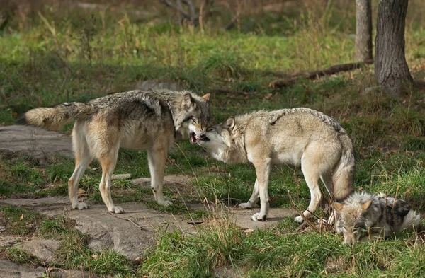 Лесные Волки Волчанка Собака Играют Друг Другом Осенью — стоковое фото