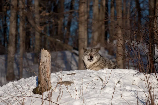 在加拿大的冬季雪中 一只孤木狼或灰狼 大犬狼疮 被隔离在白色背景上 — 图库照片