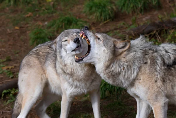 Lobos Madereros Lobos Grises Canis Lupus Jugando Juntos Acantilado Rocoso —  Fotos de Stock